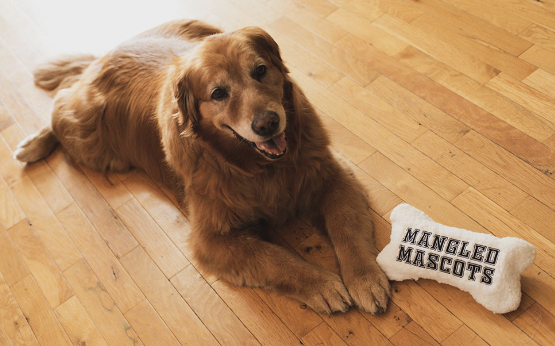 Golden Retriever with Mangled Mascot Toy